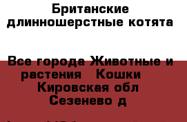 Британские длинношерстные котята - Все города Животные и растения » Кошки   . Кировская обл.,Сезенево д.